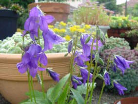 Campanula collina